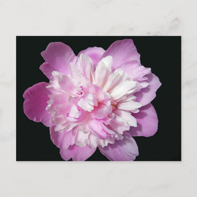 Carte Postale Peony rose (Devant)