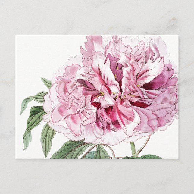CARTE POSTALE PEONY ROSE BOTANIQUE vintage (Devant)