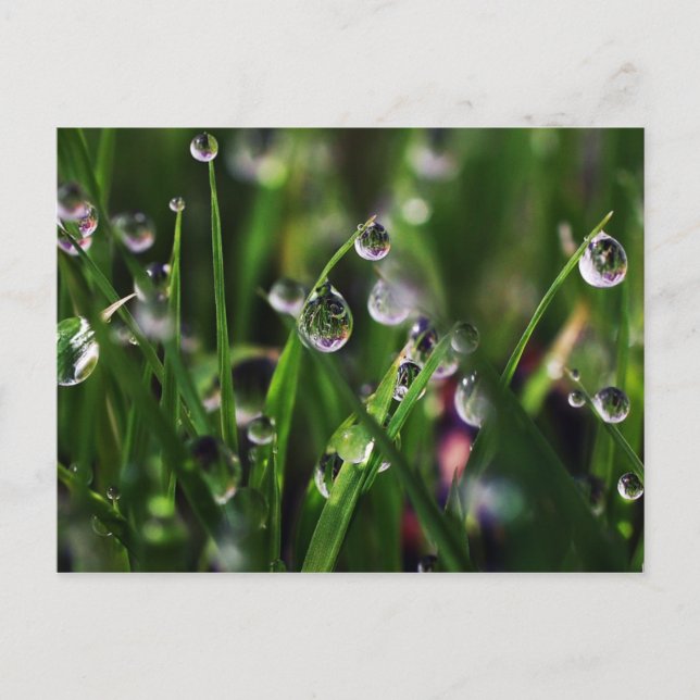 Carte Postale pépinière de riz véranda (Devant)