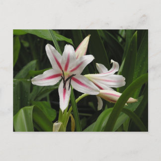 Carte postale Peppermenthe Crinum Lily