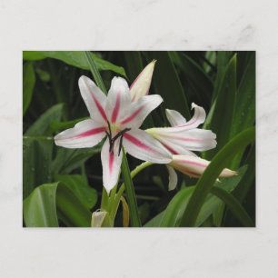 Carte postale Peppermenthe Crinum Lily