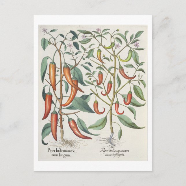 Carte Postale Peppers: 1.Piper Indicum maximum longum; 2.Piper I (Devant)