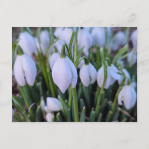 Carte Postale Perce-neige 