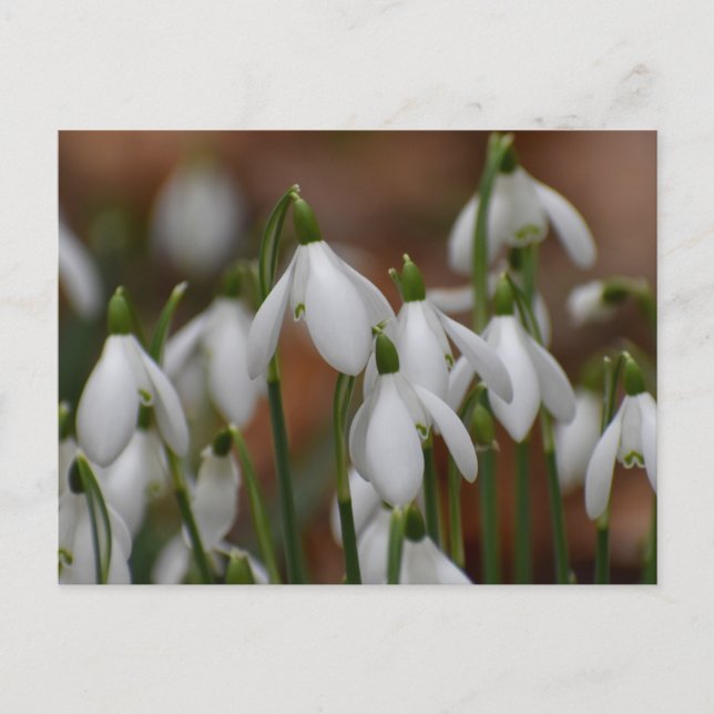 Carte Postale Perce-neige  (Devant)