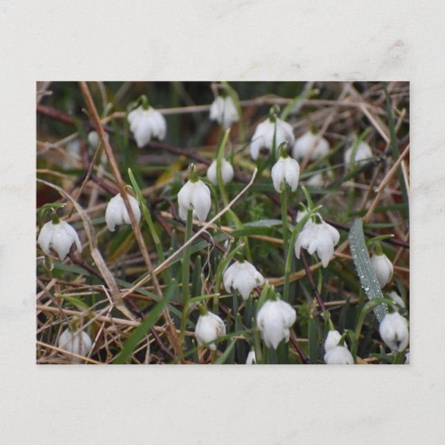 Carte Postale Perce-neige  (Devant)