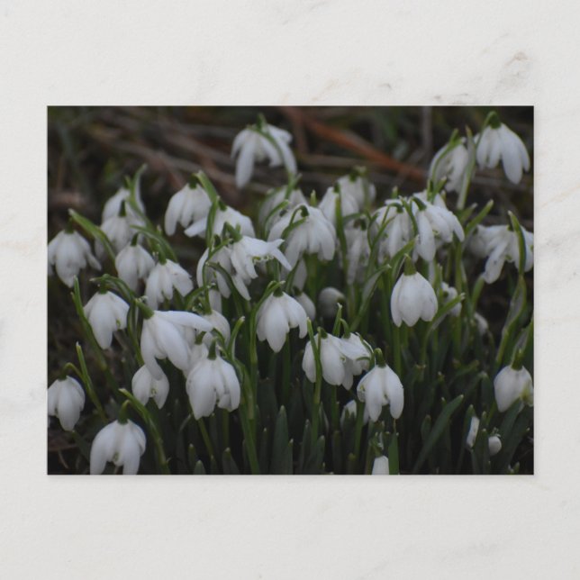 Carte Postale Perce-neige  (Devant)