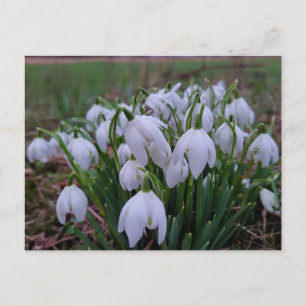 Carte Postale Perce-neige 