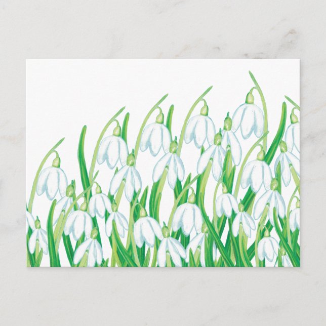 Carte Postale Perce-neige de printemps  (Devant)