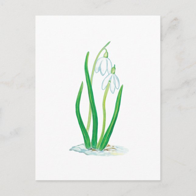 Carte Postale Perce-neige (Galanthus nivalis) (Devant)