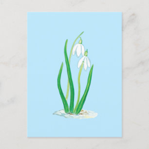 Carte Postale Perce-neige (Galanthus nivalis) Fleurs de début de