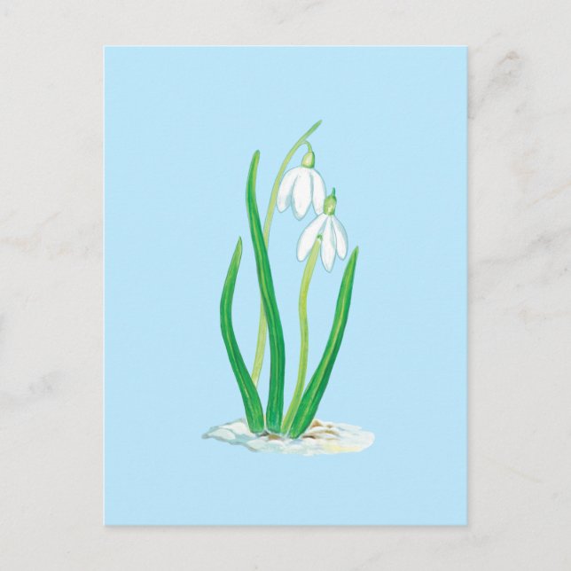 Carte Postale Perce-neige (Galanthus nivalis) Fleurs de début de (Devant)