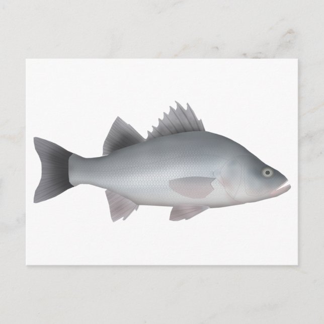 Carte Postale Perche blanche (Devant)