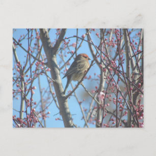 Carte postale - Perche ressort