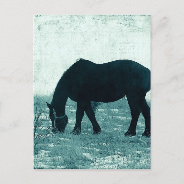 Carte Postale Percheron d'hiver (Devant)