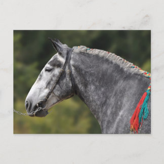 Carte Postale Percheron jument de cheval