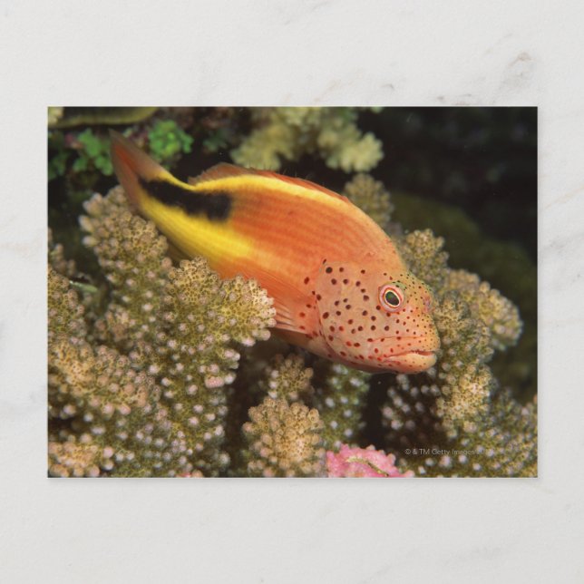 Carte Postale Perches d'écrevisses sur coraux pierreux (Devant)