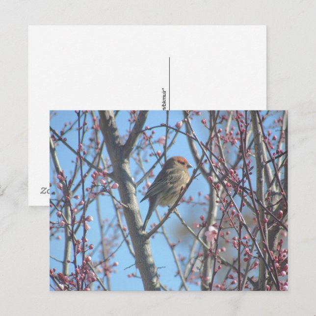 Carte postale - Perchoir printanier (Devant / Derrière)
