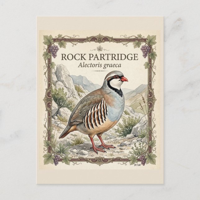 Carte Postale Perdrix bartavelle ,Alectoris Graeca Oiseaux de Ch (Devant)