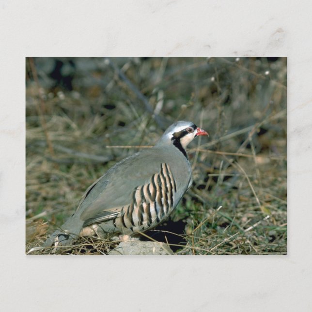 Carte Postale Perdrix de Chukar (Devant)
