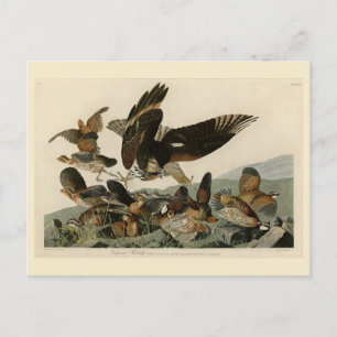 Carte Postale Perdrix de Virginie, Les Oiseaux d'Amérique d'Audu