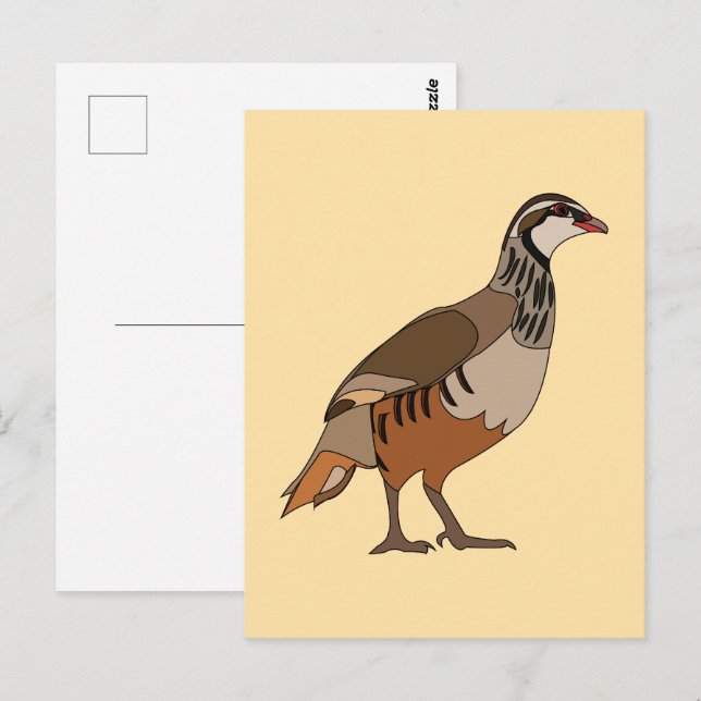 Carte Postale Perdrix oiseau Chukar (Devant / Derrière)