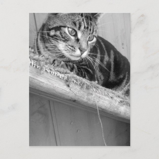 Carte Postale Perdu (Devant)