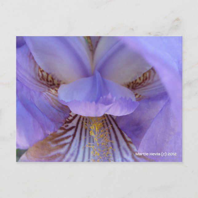 Carte Postale Perdu dans un rêve (Devant)