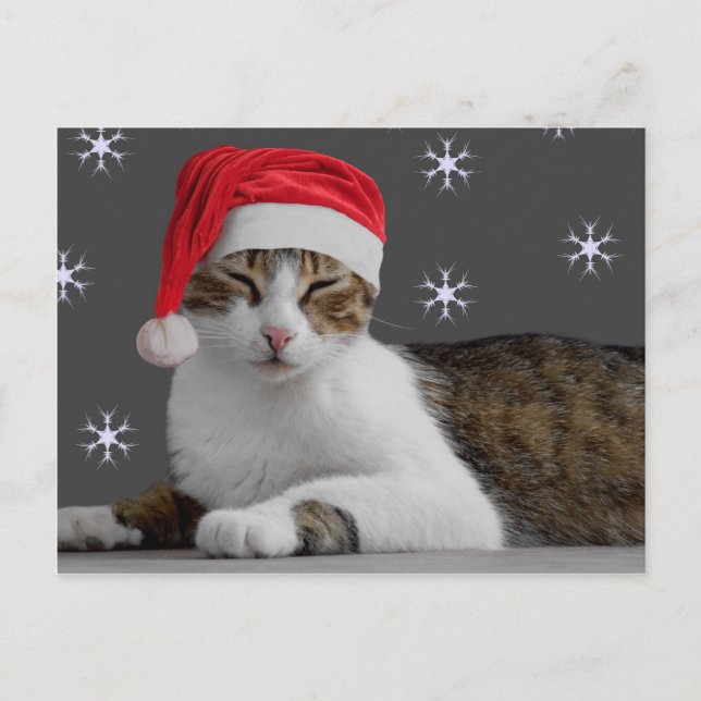 Carte postale père Noël Cat (Devant)