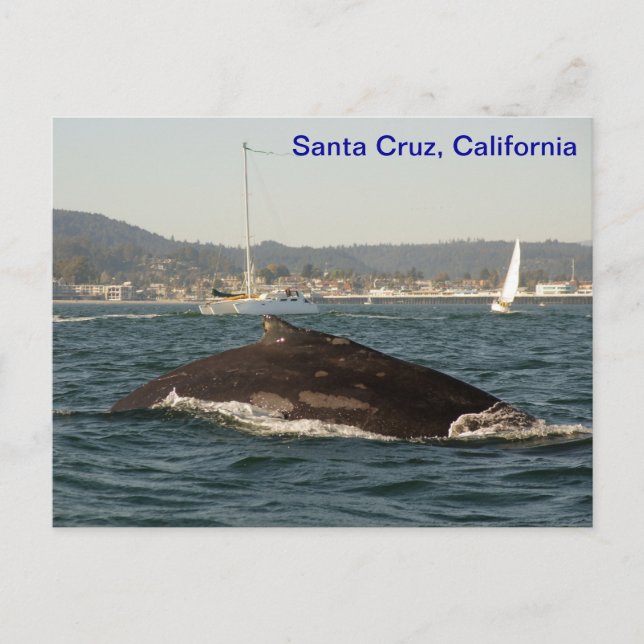 Carte postale père Noël Cruz Humpback Whale (Devant)