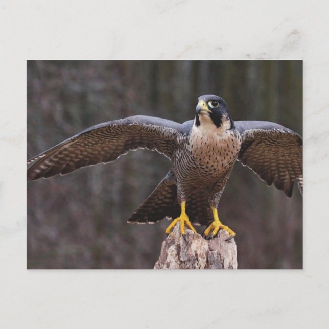 Carte Postale Peregrine Osprey (Devant)