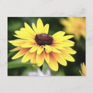 Carte Postale Perfection de jardin - Black Eyed Susan
