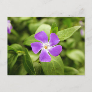 Carte Postale Périwinkle