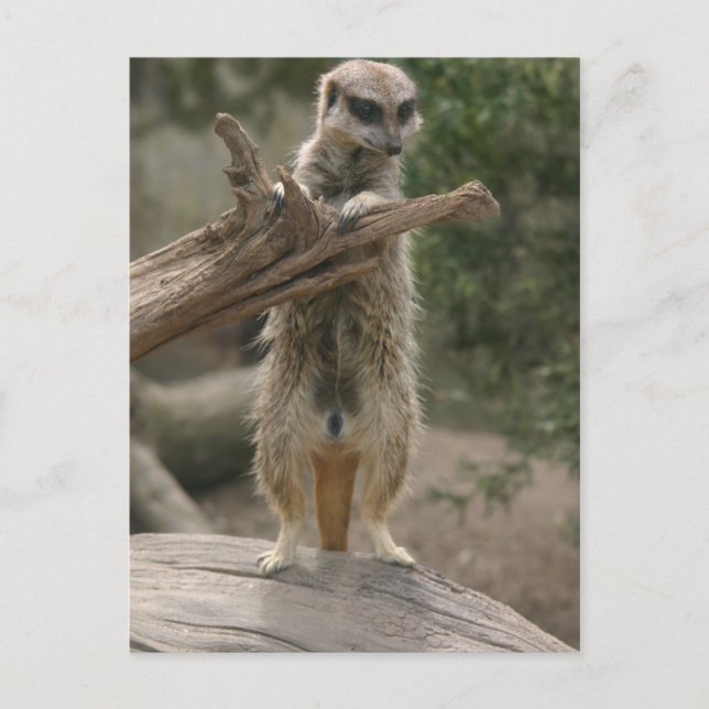 Carte postale permanente Meerkat (Devant)