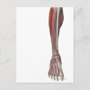 Carte Postale Peroneus Longus