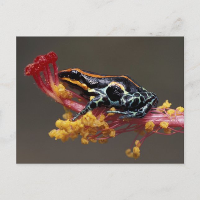 Carte Postale Pérou, Forêt des pluies péruviennes. Grenouille à  (Devant)