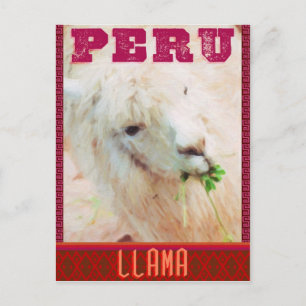 Carte postale Pérou - Les Llamas du Pérou