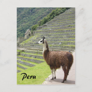 Carte Postale pérou llama