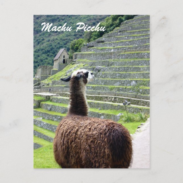 Carte Postale pérou llama derrière (Devant)