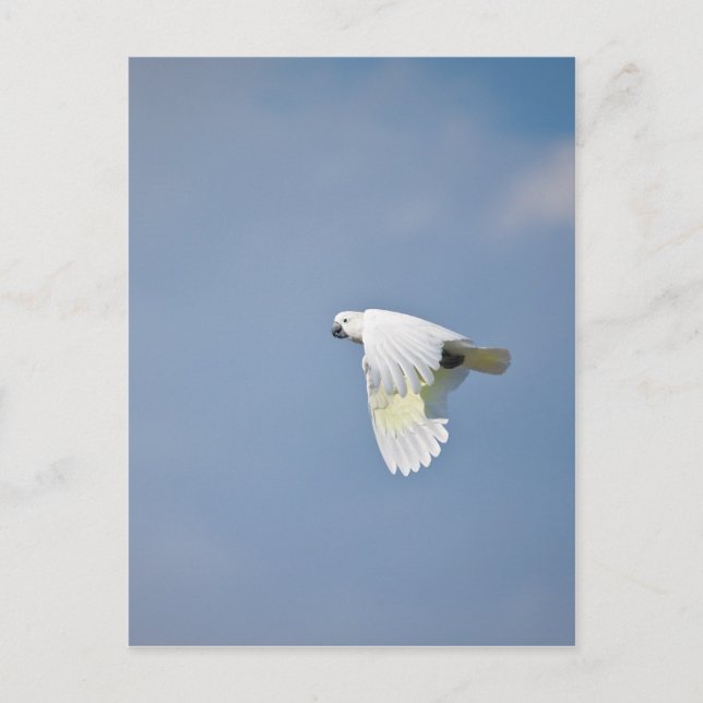 Carte Postale Perroquet (Devant)