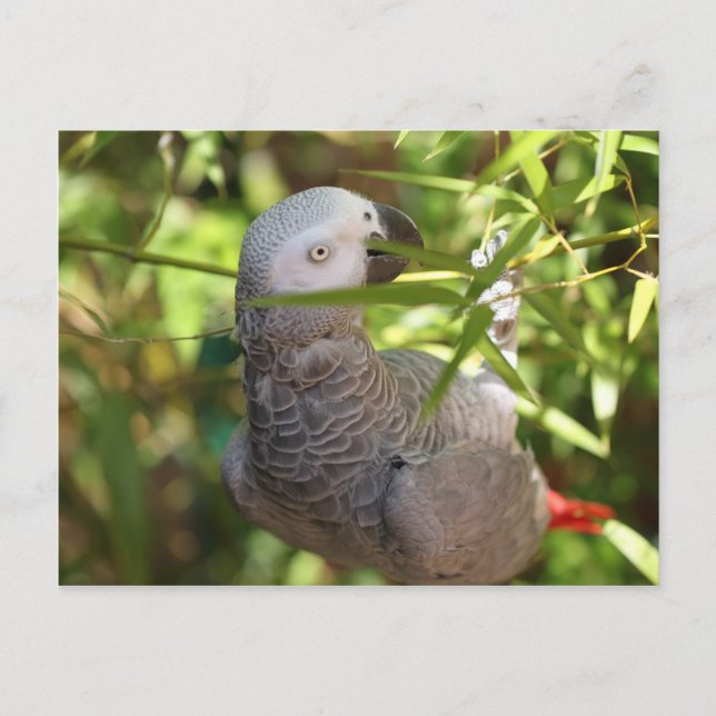 Carte Postale perroquet (Devant)