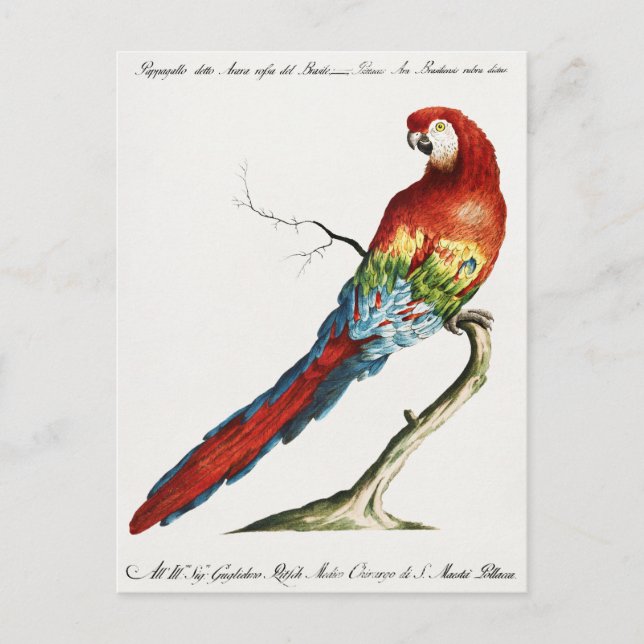 Carte Postale Perroquet (Devant)