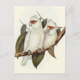 Carte Postale Perroquet