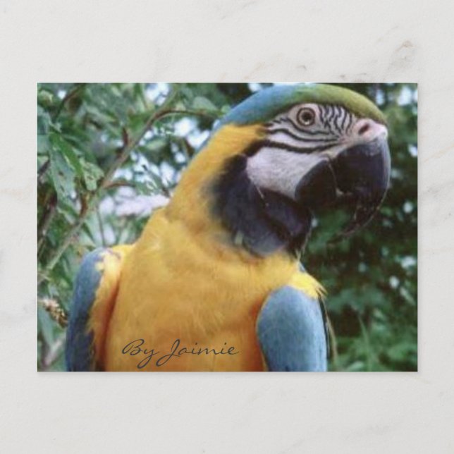 Carte Postale Perroquet (Devant)