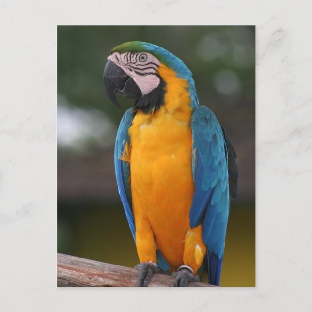 Carte postale Perroquet (Devant)