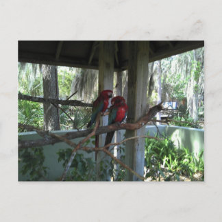 Carte postale Perroquet