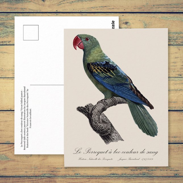 Carte Postale Perroquet a bec couleur sang / Perroquet à bec (Great-Billed Parrot, Tanygnathus Megalorynchos. Postcard)
