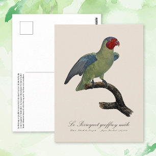 Carte Postale Perroquet à joues rouges mâle, Geoffroyus geoffroy