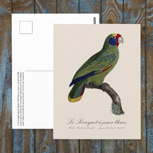 Carte Postale Perroquet à queue rouge, Amazona Brasiliensis