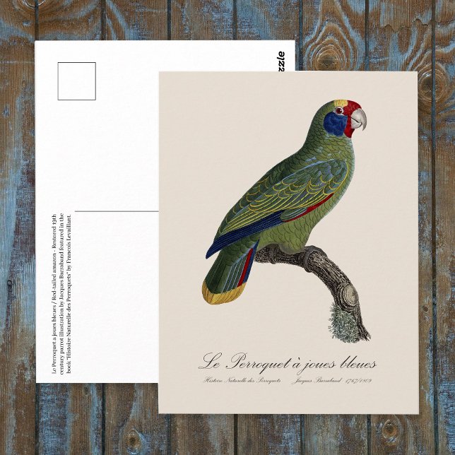 Carte Postale Perroquet à queue rouge, Amazona Brasiliensis (Red-Tailed Parrot Amazon, Amazona Brasiliensis. Postcard)