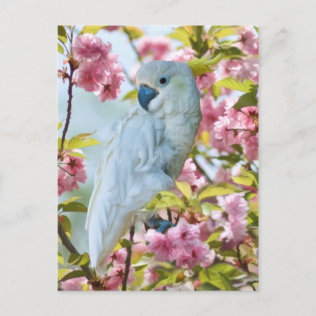 Carte Postale Perroquet blanc dans Crab Apple Tree Postcard (Devant)
